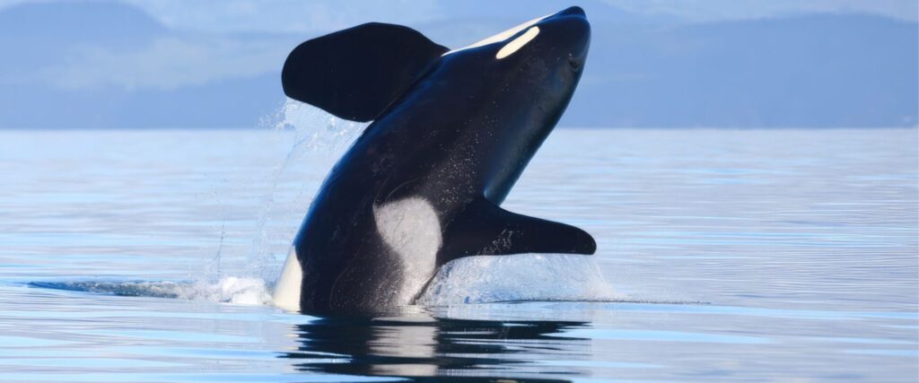 Untitled design 81.png